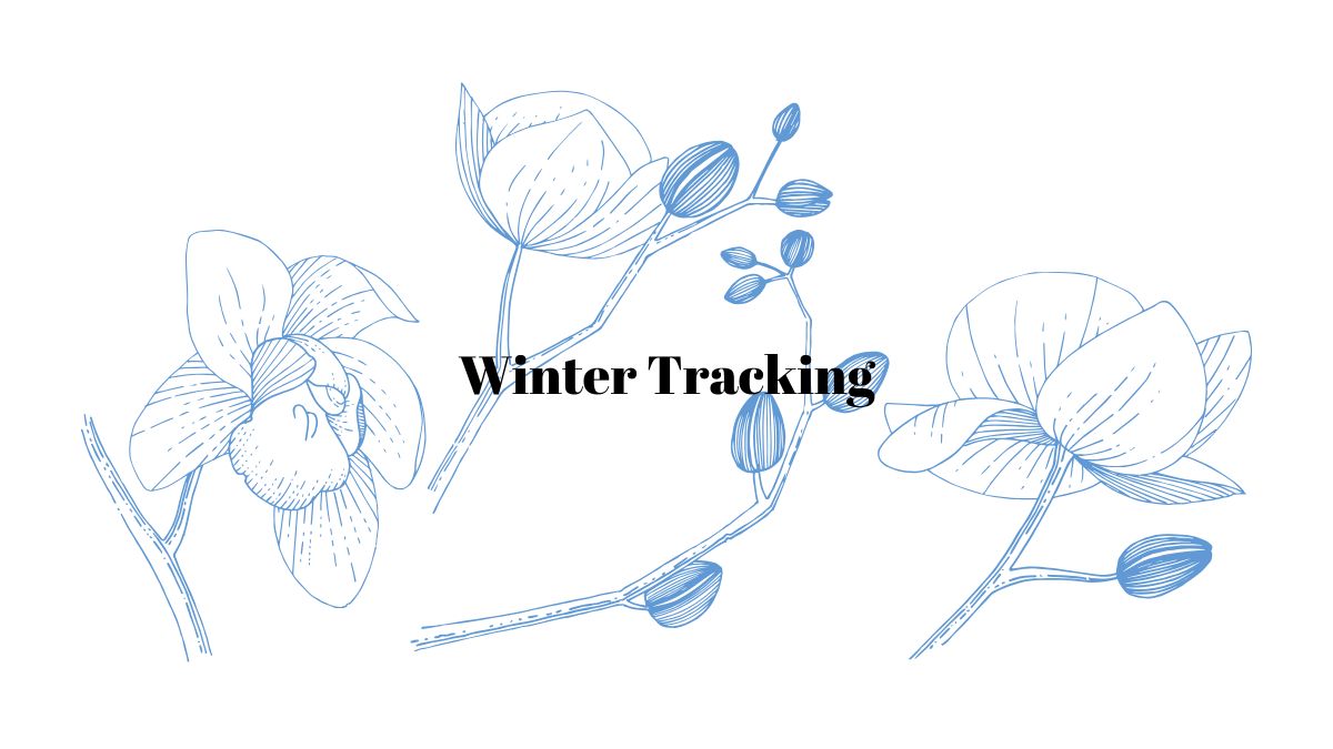 Winter Tracking by Renée Francoeur