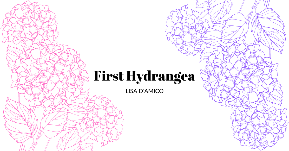 First Hydrangea By Lisa D’Amico