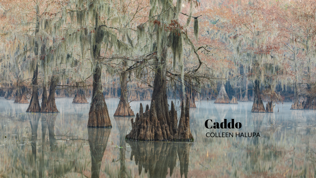 Caddo by Colleen Halupa