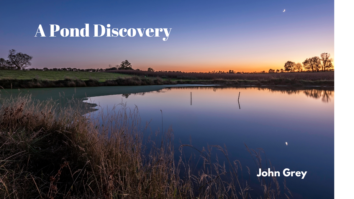 A Pond Discovery by John Grey