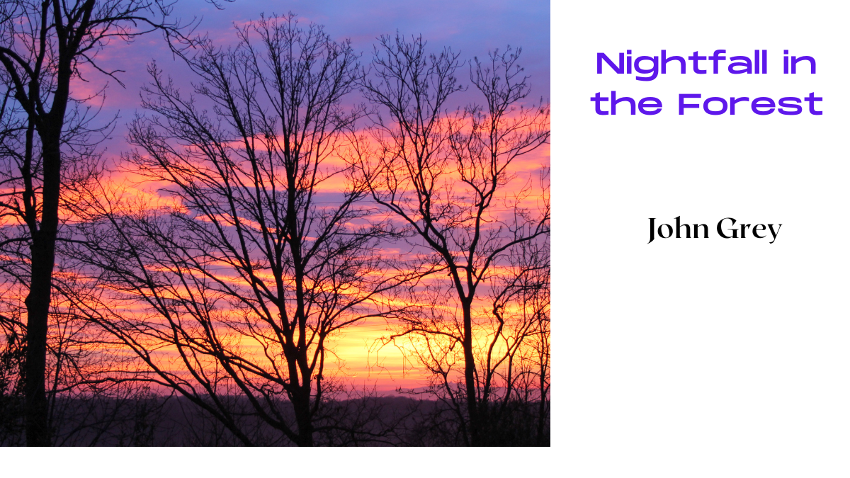 Nightfall in the Forest by John Grey