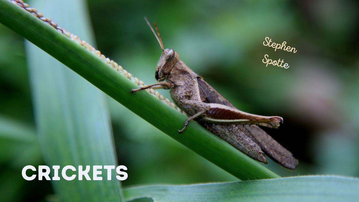 Crickets by Stephen Spotte