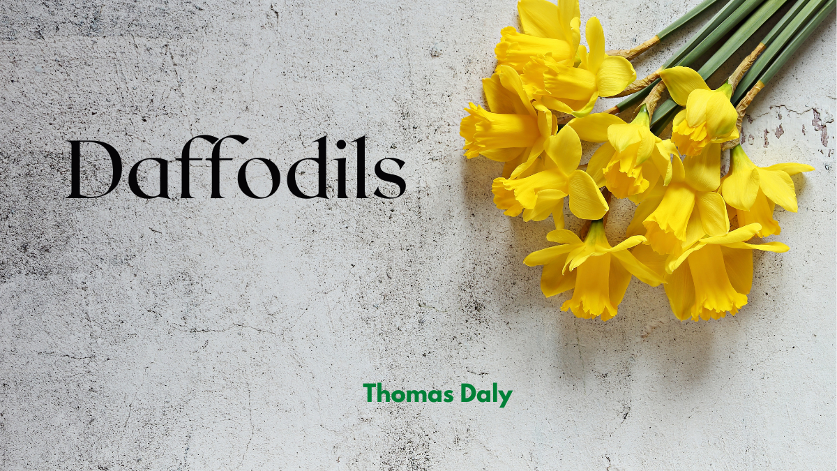 Daffodils by Thomas J. Daly