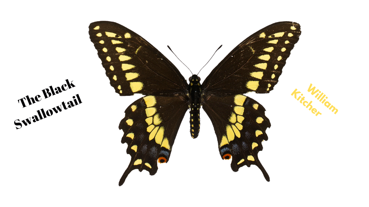The Black Swallowtail by William Kitcher