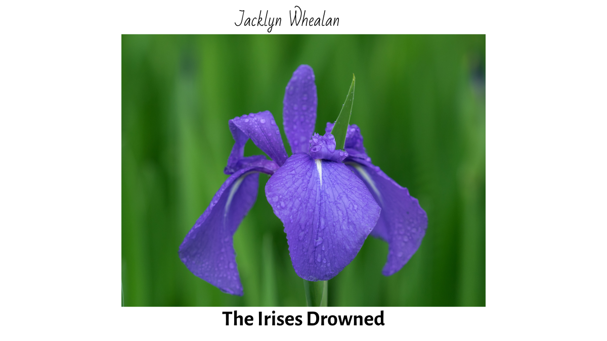The Irises Drowned by Jacklyn Whealan