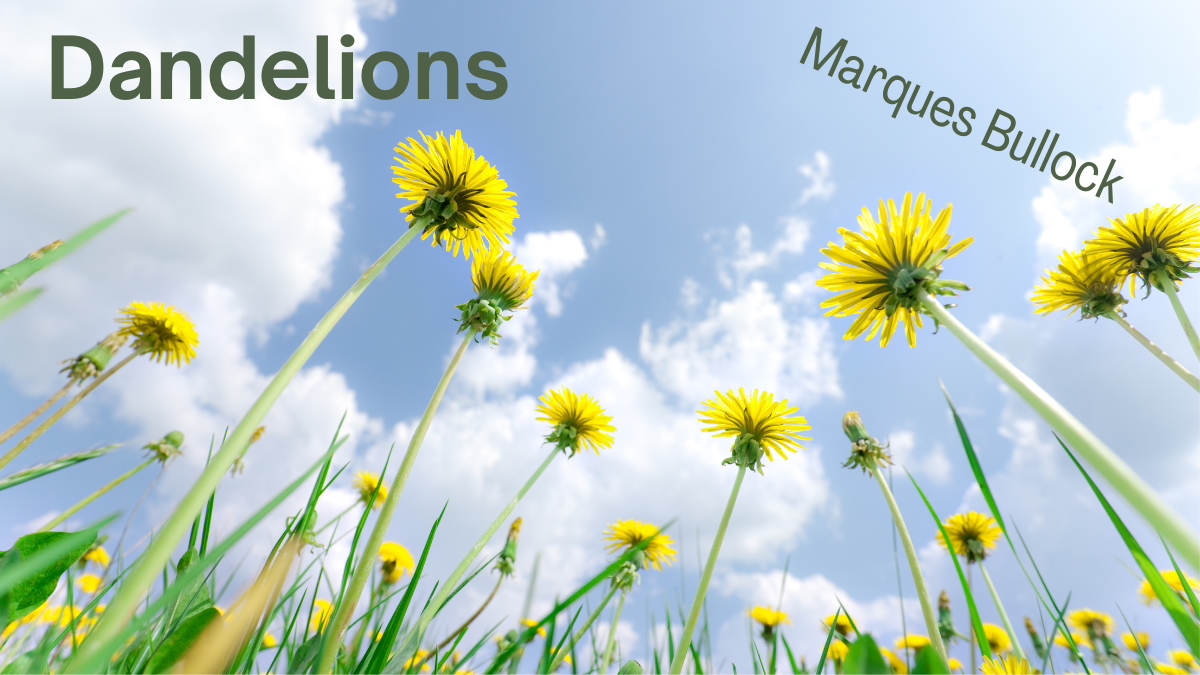 Dandelions by Marques Bullock
