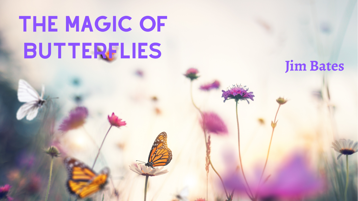 The Magic of Butterflies by Jim Bates