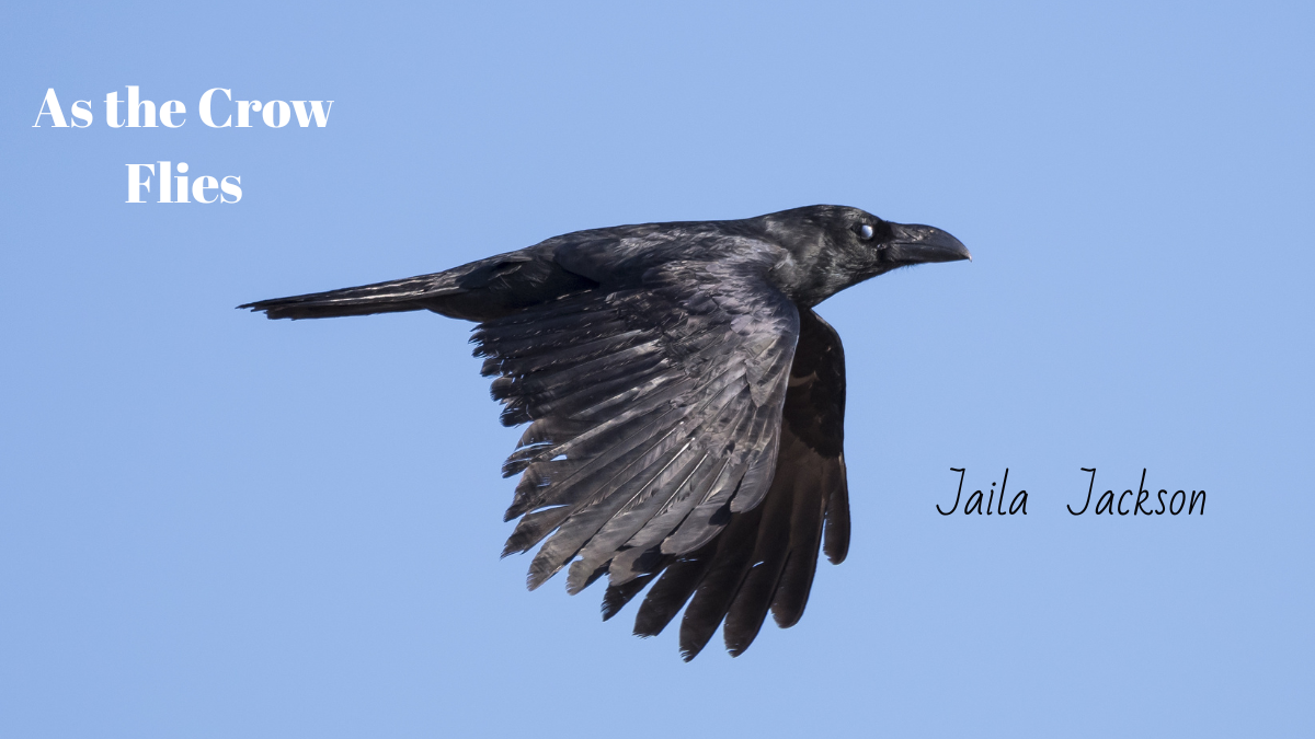 As the Crow Flies by Jaila Jackson