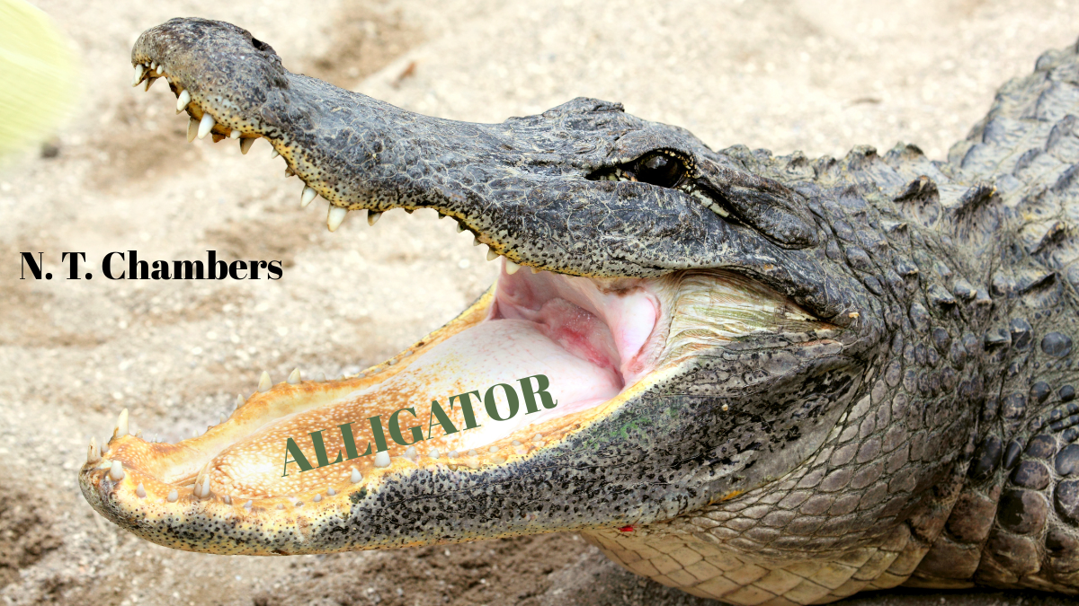 Alligator by N. T. Chambers